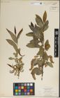 Foto von Salix laevigata Bebb